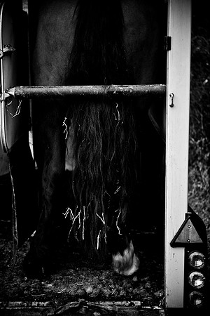 The Scarteen